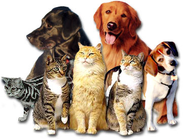 A Dog\'s and Cat\'s World Home